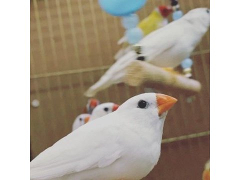Zebra finch hint bülbülleri klasik ve mutasyon renklerde