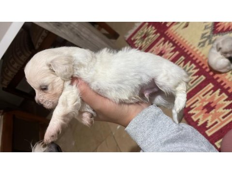 Korekan sıfır maltese terrier