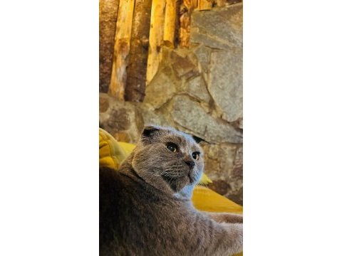 Scottish fold yavrular