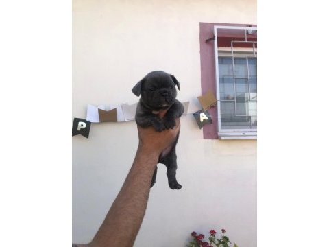 French buldog bebeklerimi yeni yuvalarını arıyor