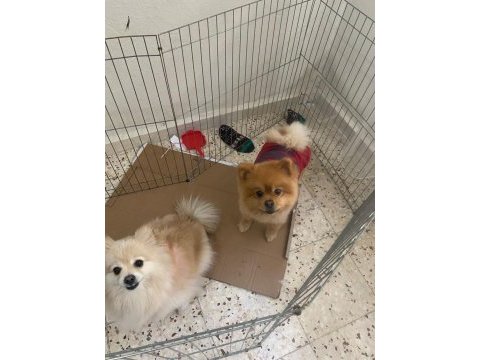 Pomeranian boo 6 adet yavru 4 erkek 2 dişi