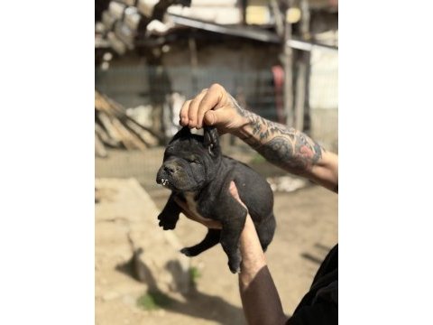 Dev anne baba dan dev cane corso yavrular