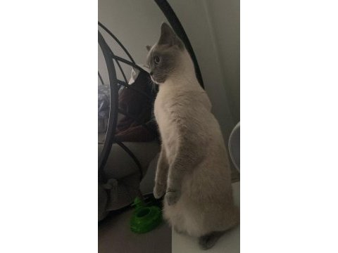 Scottish fold sağlıklı
