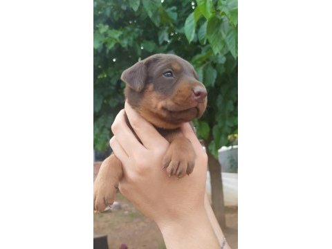 A kalite doberman yavrular