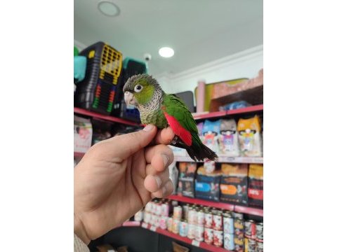 El besleme 3 farklı renk konur papağanı