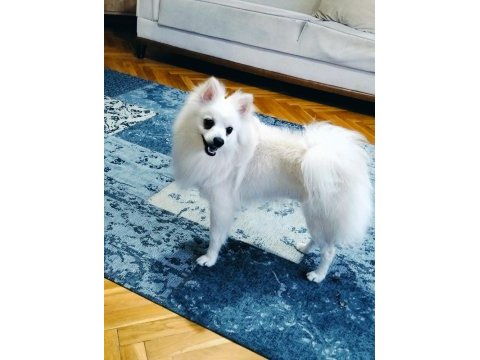 1 yaşında spitz kısır değil çipi ve karnesi mevcut