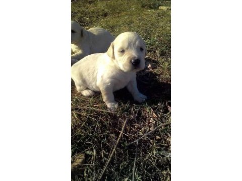 Golden retriever yavrusu köpekler