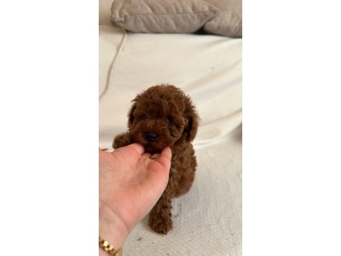Red brown toy poodle yavrular