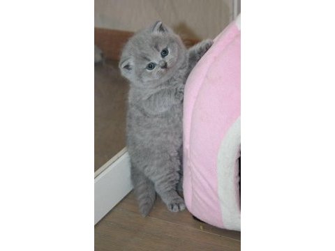 Top kafa a kalite british shorthair bebekler