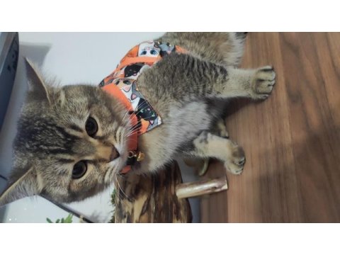Ücretsiz british shorthair 1,5 yaşında