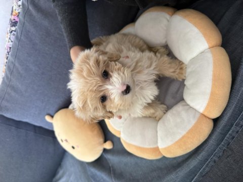 Maltipoo yavru