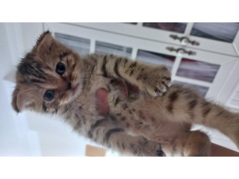 Scottish fold golden tabby