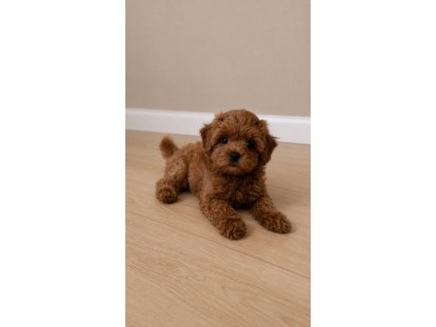 Güzellik abidesi maltipoo bebekler