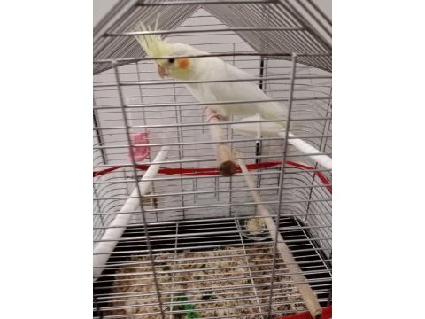 Lutino sultan papağanı