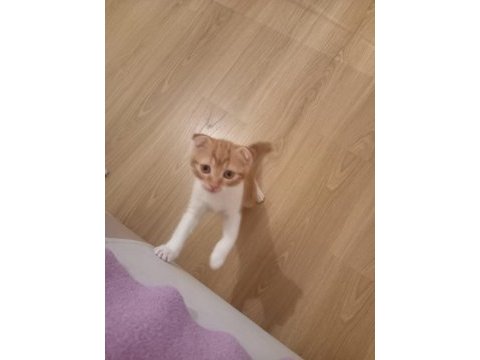 Oyunbaz bıcır scottish fold