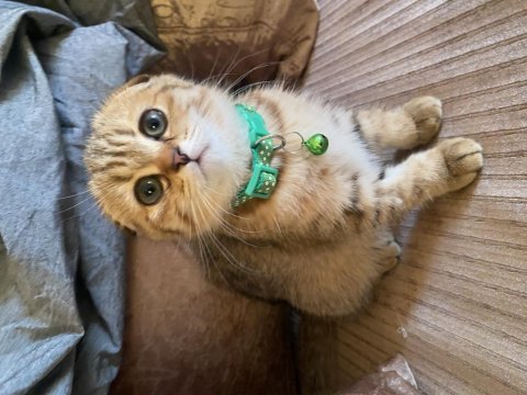 Muhteşem ırk black golden tabby scottish fold