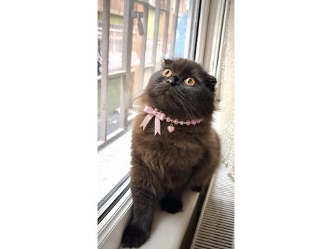 Dark chocolate scottish fold