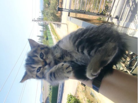 Canım british shorthair bebeklerim
