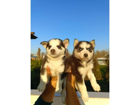 Husky (sibirya kurdu) yavrularımız