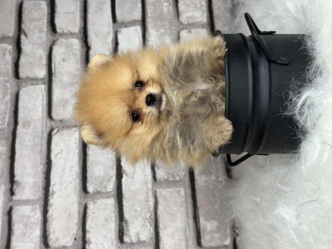 A kalitenin ötesi pomerian boo dünyası