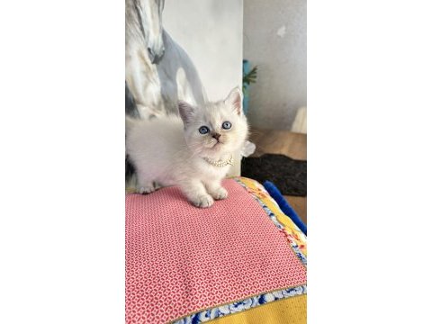 Safkan british shorthair ve scottish fold bebekler
