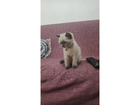 2 aylık erkek british blue point kedimiz