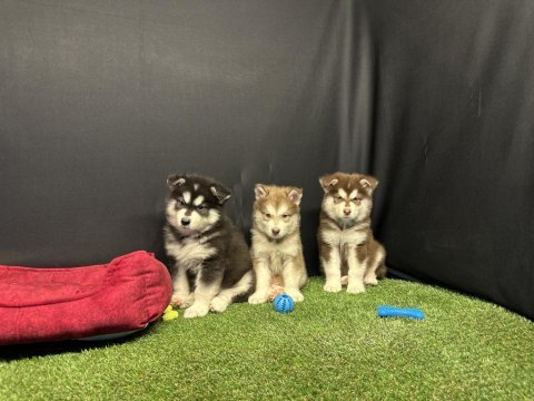 Kutuplardan gelen güzellik alaskan malamute yavruları