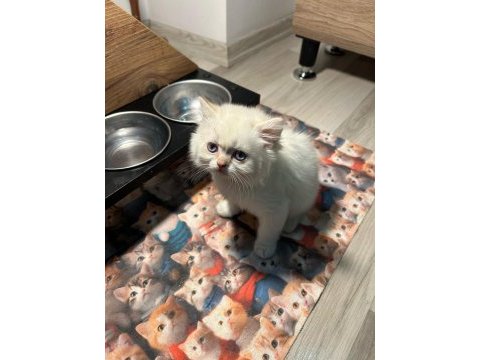 Güzel british longhair bebekler