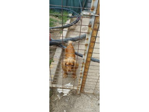 Köpeğimize yeni ailesini arıyoruz