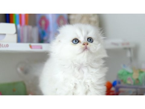 Scottish fold longhair top kafa silver yavrumuz