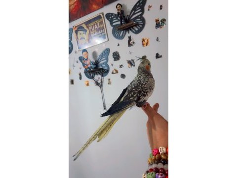 Full evcil dişi sultan papağanı