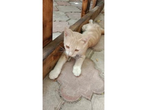 Bu minik yavru kediye yuva aranıyor