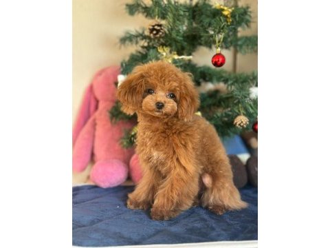Mini poodle 1.4 kg