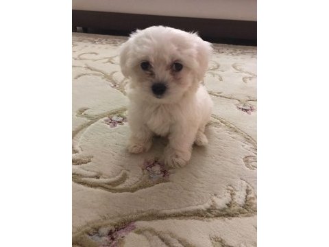 Muhteşem 0 numara maltese bebekler