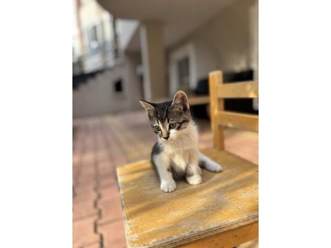 3 aylık ücretsiz yavru kedimiz