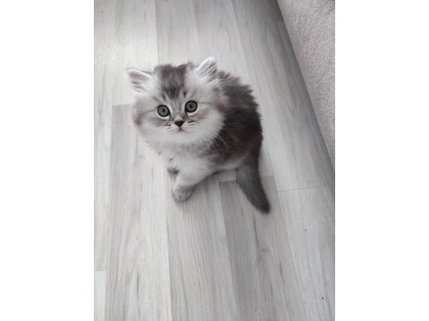British longhair kedisi sahiplendirme