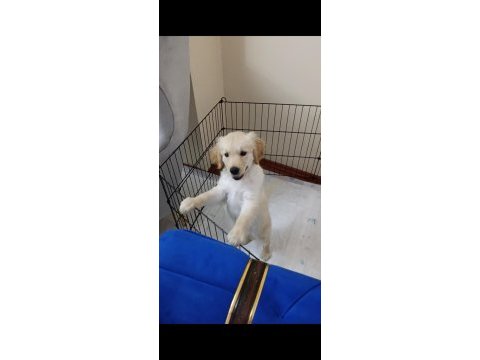 4 aylık dişi golden retriever