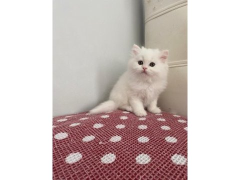 Beyaz chınchılla yavruları