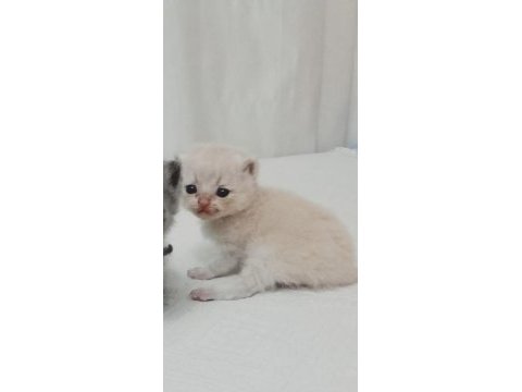 Yavru british shorthair 0-3 aylık