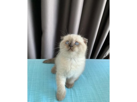 Afacan british shorthair yavru