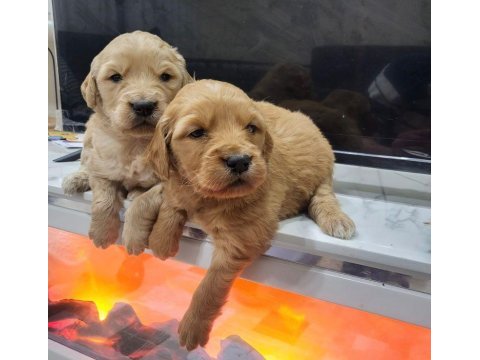 Safkan golden retriever yavrular ırk sağlık garantili