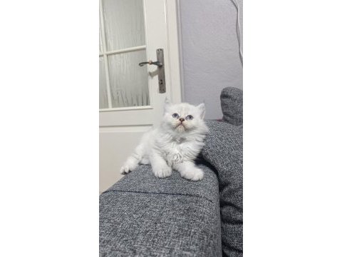 Sadece aileye british longhair