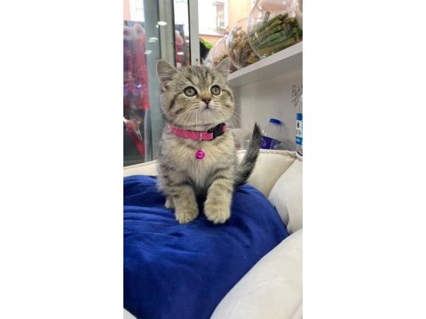 British shorthair yavrumuz