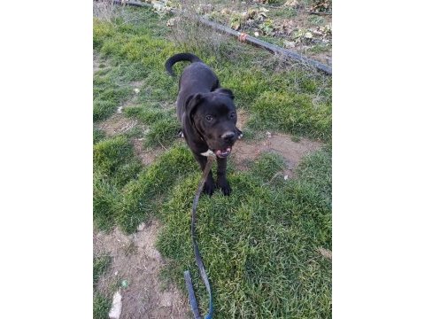 6 aylık cane corso erkek