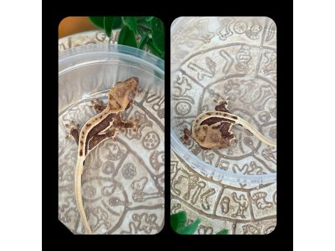 Crested gecko yavrular