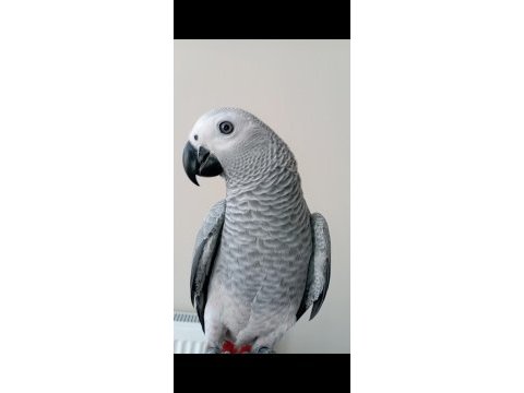 7 aylık evcil jako papağanı