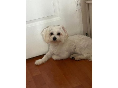 7 aylık maltese terrier