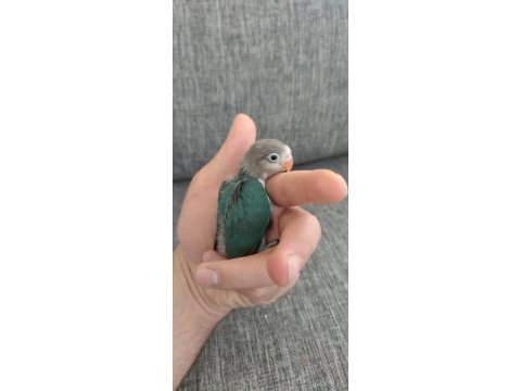 Cennet papağanı elle besleme