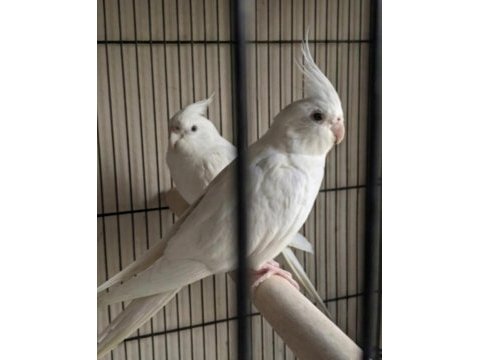 Yavru görmüş albino sultan papağanı takımlar