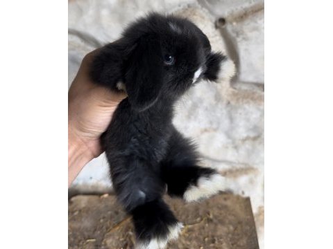 Blue ve siyah mavigöz hollanda teddy lop tavşan